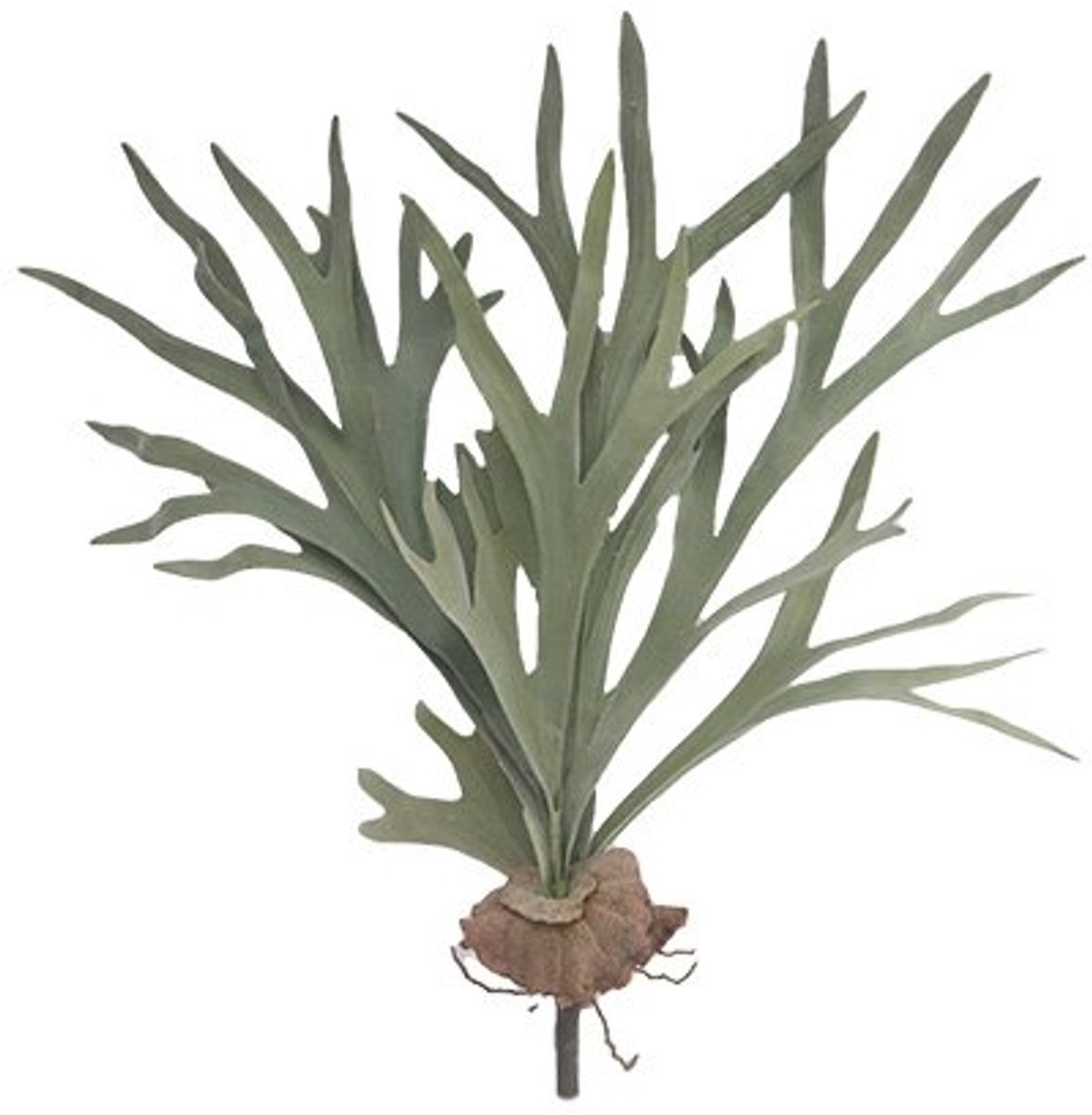 Buitengewoon Boet Kunst hertshoorn - 43 cm groen
