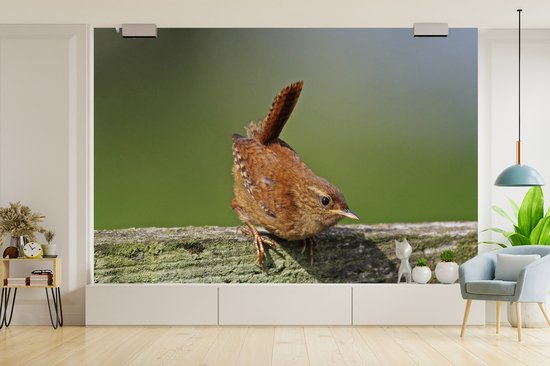 Papier peint photo vinyle - Wren sur une clôture en bois vert largeur 450 cm x hauteur 300 cm - Tirage photo sur papier peint (disponible en 7 tailles)