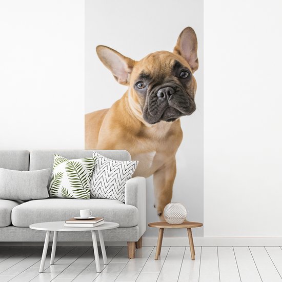 Behang - Fotobehang Franse Bulldog - Bruin - Wit - Breedte 120 cm x hoogte 240 cm