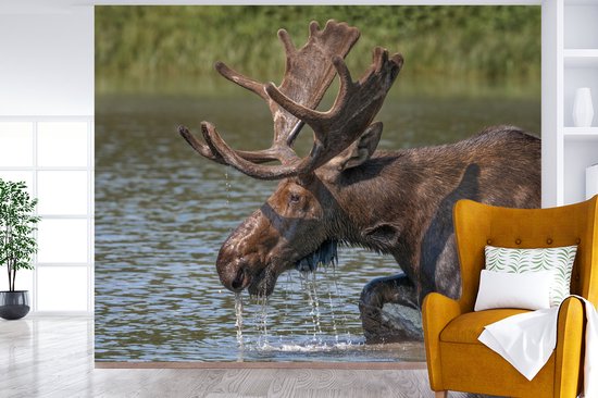 Papier peint photo peint vinyle - Elk couché dans l'eau largeur 300 cm x hauteur 240 cm - Tirage photo sur papier peint (disponible en 7 tailles)