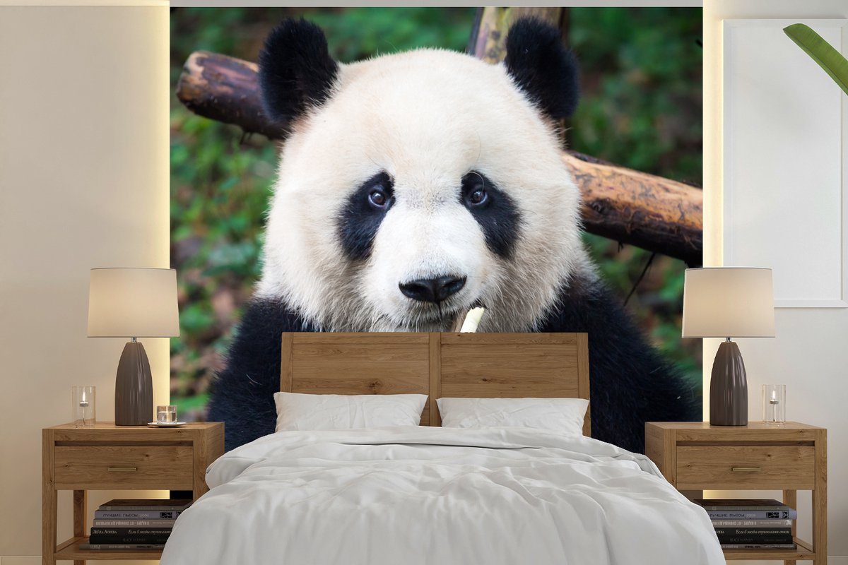 Behang - Fotobehang Panda - Bamboe - Natuur - Breedte 280 cm x hoogte 280 cm