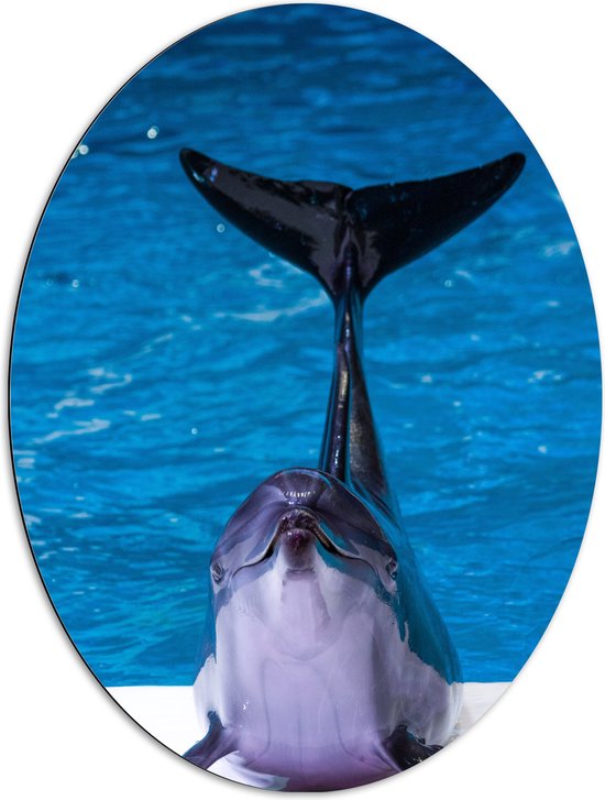 WallClassics - Dibond Ovaal - Blije Dolfijn voor het Water - 72x96 cm Foto op Ovaal (Met Ophangsysteem)