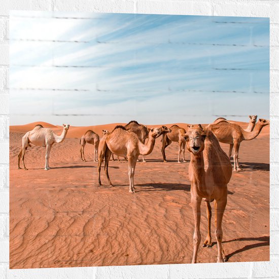 Muursticker - Dromedarissen in de Woestijn - 80x80 cm Foto op Muursticker