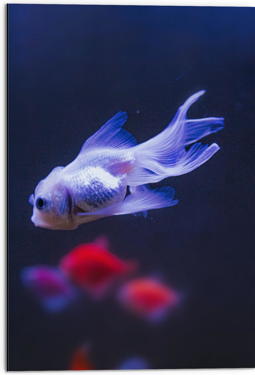 Dibond - Mooie Witte Vis in het Aquarium - 50x75 cm Foto op Aluminium (Met Ophangsysteem)