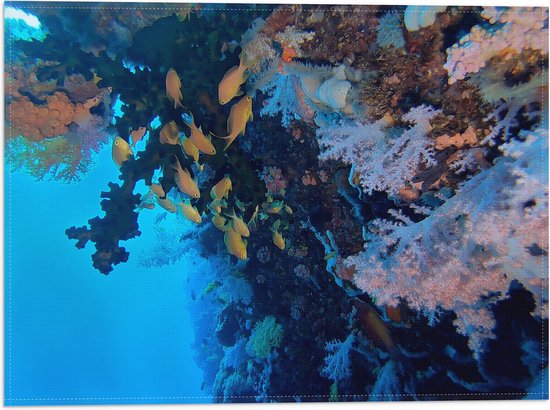 WallClassics - Vlag - Gele Vissen bij Koraal in de Zee - 40x30 cm Foto op Polyester Vlag