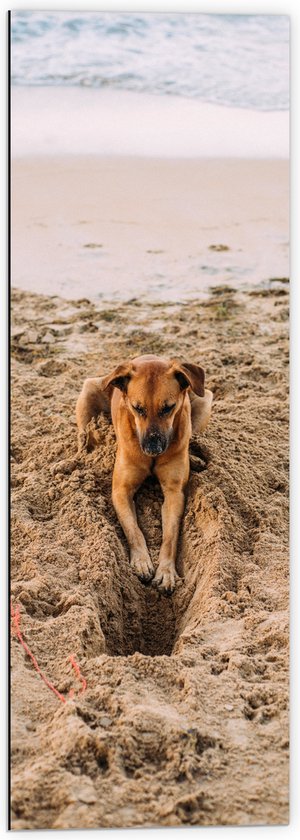 Dibond - Gravende Hond op het Strand - 40x120 cm Foto op Aluminium (Met Ophangsysteem)