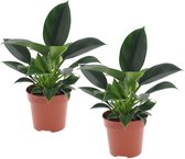 Plant in a Box - Set van 2 Philodendron Green Princess - Sterke kamerplant - Groene glanzende bladeren - Pot 12cm - Hoogte 20-30cm