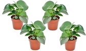 Plant in a Box - Peperomia Raindrop - Set van 4 - Pot 12cm - Hoogte 20-30cm - Peperomia Polybotrya - Kamerplanten