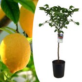 Plant in a Box - Citrus Limon XL stam - Citroenboom - Prachtige sierplant met geurige bloemen - Pot 19cm - Hoogte 100-120cm