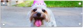WallClassics - Tuinposter – Feestelijk Hondje - 60x20 cm Foto op Tuinposter  (wanddecoratie voor buiten en binnen)
