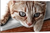 WallClassics - Dibond - Nieuwschierige Kat - 120x80 cm Foto op Aluminium (Met Ophangsysteem)