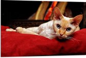 WallClassics - Dibond - Wachtende Kat - 105x70 cm Foto op Aluminium (Met Ophangsysteem)