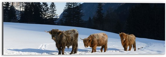 Dibond - Drie Schotse Hooglanders in Sneeuw Landschap bij Bergen - 60x20 cm Foto op Aluminium (Met Ophangsysteem)