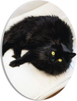 WallClassics - PVC Schuimplaat Ovaal - Zwarte langharige Kat op Wit Kussen met Gele Ogen - 21x28 cm Foto op Ovaal (Met Ophangsysteem)