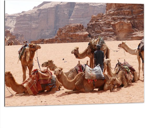 WallClassics - Dibond - Kamelen in de Woestijn - 100x75 cm Foto op Aluminium (Met Ophangsysteem)