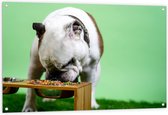WallClassics - Tuinposter – Hondje aan het Eten voor Groene Achtergrond - Buldog - 120x80 cm Foto op Tuinposter (wanddecoratie voor buiten en binnen)