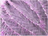 WallClassics - Poster Glossy - Cactus Violet en Gros Plan - 40x30 cm Photo sur Papier Poster avec Finition Brillante