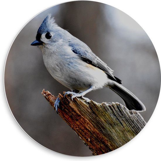 PVC Schuimplaat Muurcirkel - Blauwkleurige Vogeltje op Afgebroken Tak van Boom - 50x50 cm Foto op Muurcirkel (met ophangsysteem)