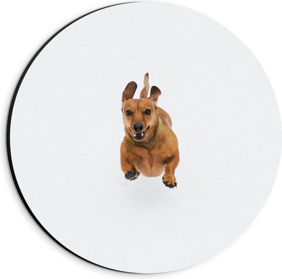 Dibond Muurcirkel - Blij Springende Kleine Bruine Hond op Witte Achtergrond - 20x20 cm Foto op Aluminium Muurcirkel (met ophangsysteem)