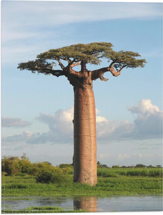 Vlag - Dikstammige Baobab Boom - 30x40 cm Foto op Polyester Vlag