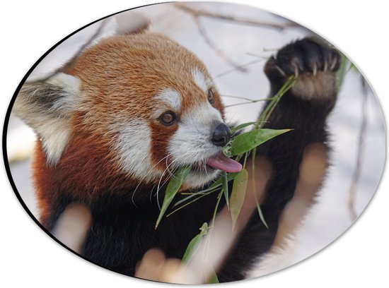 WallClassics - Dibond Ovaal - Kleine Panda Etend aan Blaadje - 28x21 cm Foto op Ovaal (Met Ophangsysteem)