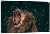 WallClassics - Poster de jardin – Lion berbère - 120 x 80 cm Photo sur poster de jardin (décoration murale pour extérieur et intérieur)