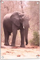 WallClassics - Tuinposter – Lopende Olifant op Bospad - 40x60 cm Foto op Tuinposter (wanddecoratie voor buiten en binnen)