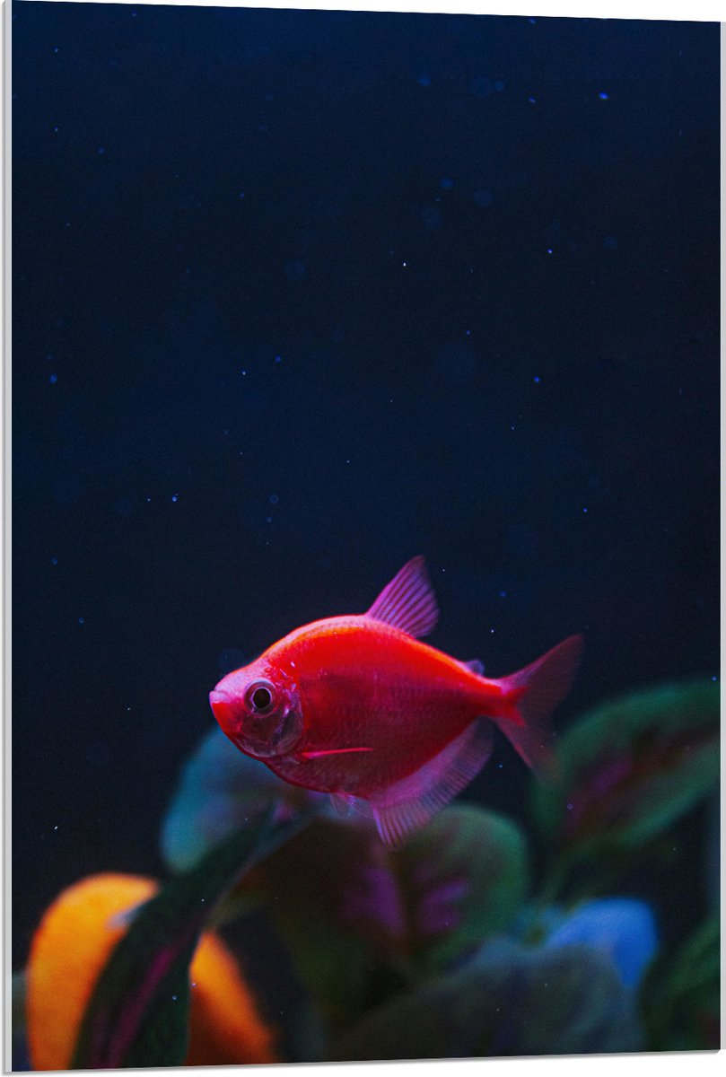 Acrylglas - Rode Vis in Aquarium - 60x90 cm Foto op Acrylglas (Wanddecoratie op Acrylaat)