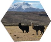WallClassics - PVC Schuimplaat Hexagon - Lama's in een Berglandschap - 70x60.9 cm Foto op Hexagon (Met Ophangsysteem)