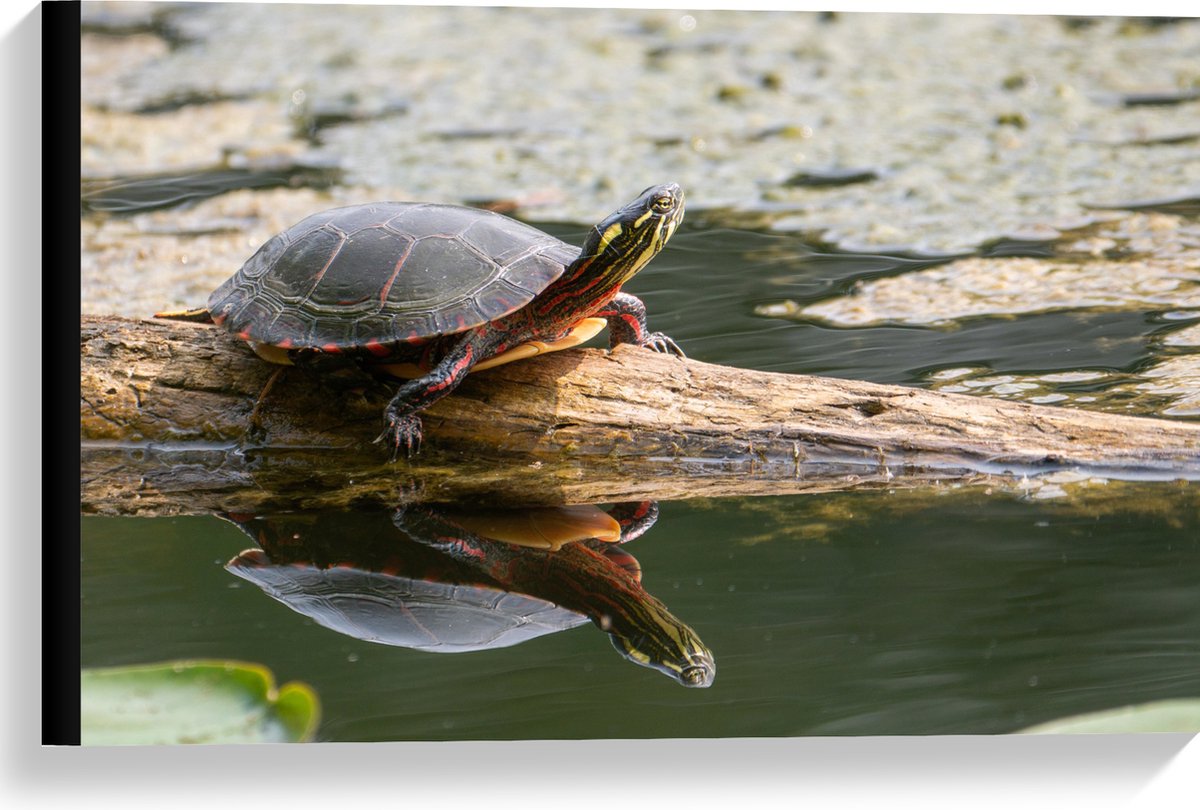 Canvas - Schildpad op Boomstam in Groen Water - 60x40 cm Foto op Canvas Schilderij (Wandde