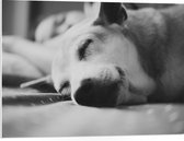 WallClassics - PVC Schuimplaat- Slapende Hond - Zwart Wit - 80x60 cm Foto op PVC Schuimplaat