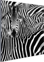 Wanddecoratie Metaal - Aluminium Schilderij Industrieel - Zebra zwart-wit fotoprint - 80x60 cm - Dibond - Foto op aluminium - Industriële muurdecoratie - Voor de woonkamer/slaapkamer