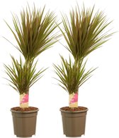 Kamerplanten van Botanicly – 2 × Drakenboom – Hoogte: 80 cm, 2 takken – Dracaena Marginata Bicolor