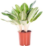 Kamerplant van Botanicly – Aglaonema – Hoogte: 70 cm – Aglaonema Key Lime