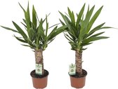 Kamerplanten van Botanicly – 2 × Palmlelie – Hoogte: 40 cm – Yucca