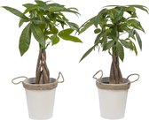 Kamerplanten van Botanicly – 2 × Geldboom incl. zink sierpot als set – Hoogte: 38 cm – Pachira aquatica