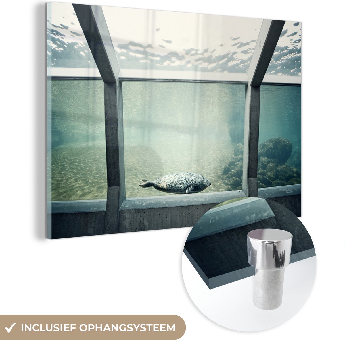 ® Glasschilderij 30x20 cm - Schilderij acrylglas - Zeehond in aquarium - Foto op glas - Muurdecoratie woonkamer - Wanddecoratie slaapkamer - Schilderijen