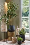 Planten in potten, waaronder een citroenboom en orchideeën, naast een raam en een houten bankje.