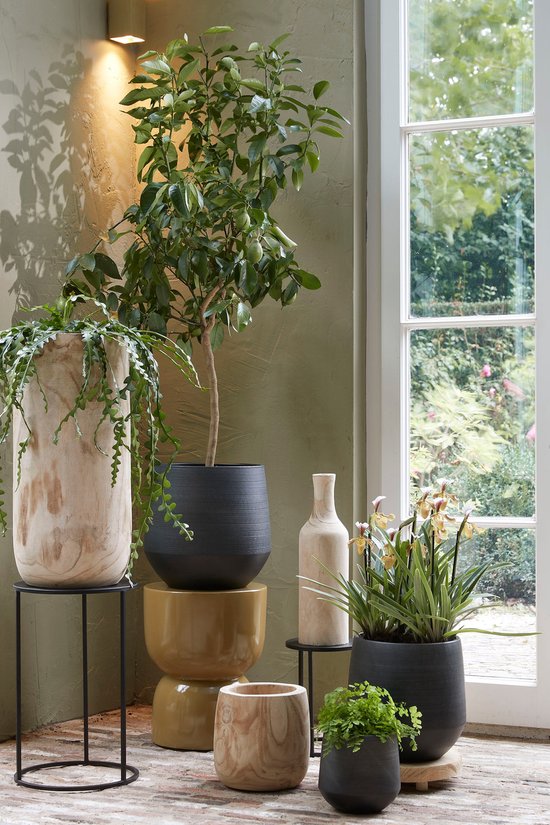 Planten in potten, waaronder een citroenboom en orchideeën, naast een raam en een houten bankje.