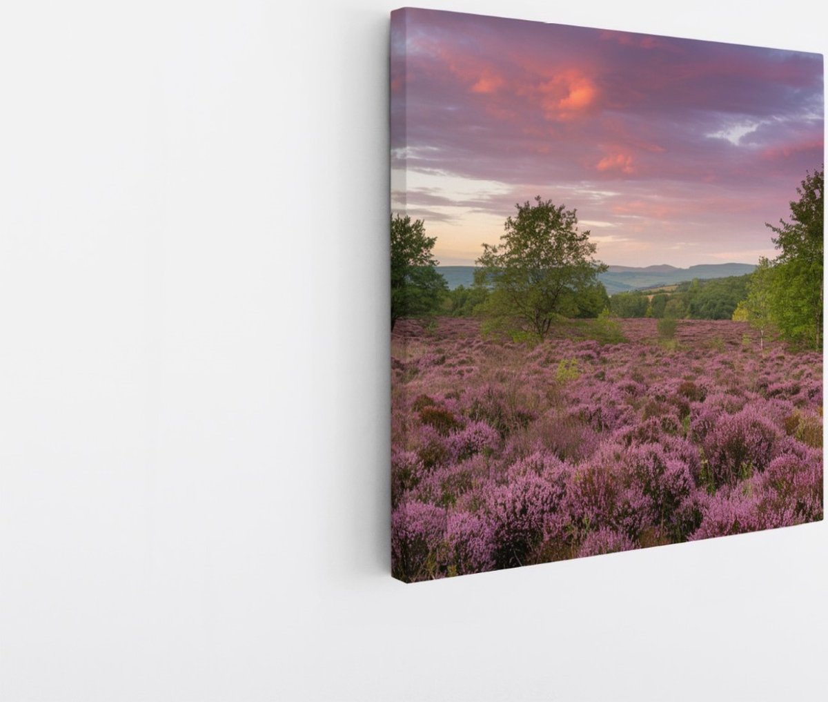 Saammp Canvas Schilderij - Groot lavendelveld - Landschap - Natuur - 40x40 - Foto op canvas - Wanddecoratie - Muurdecoratie Woonkamer - Slaapkamer decoratie - Canvas Print Multicolor