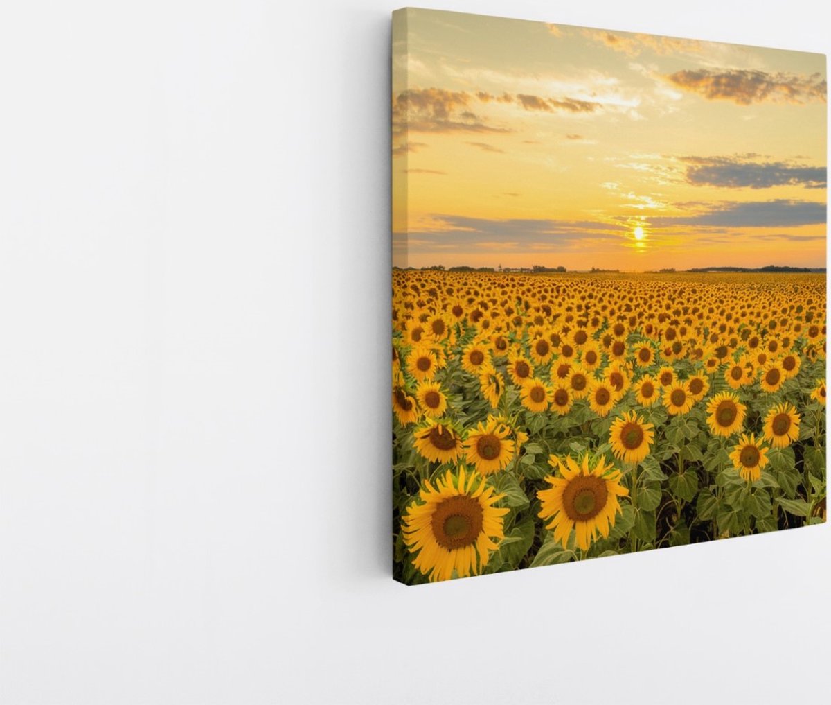 Saammp Canvas Schilderij - Zonnebloemenveld - Landschap - Natuur - 40x40 - Foto op canvas - Wanddecoratie - Muurdecoratie Woonkamer - Slaapkamer decoratie - Canvas Print Multicolor