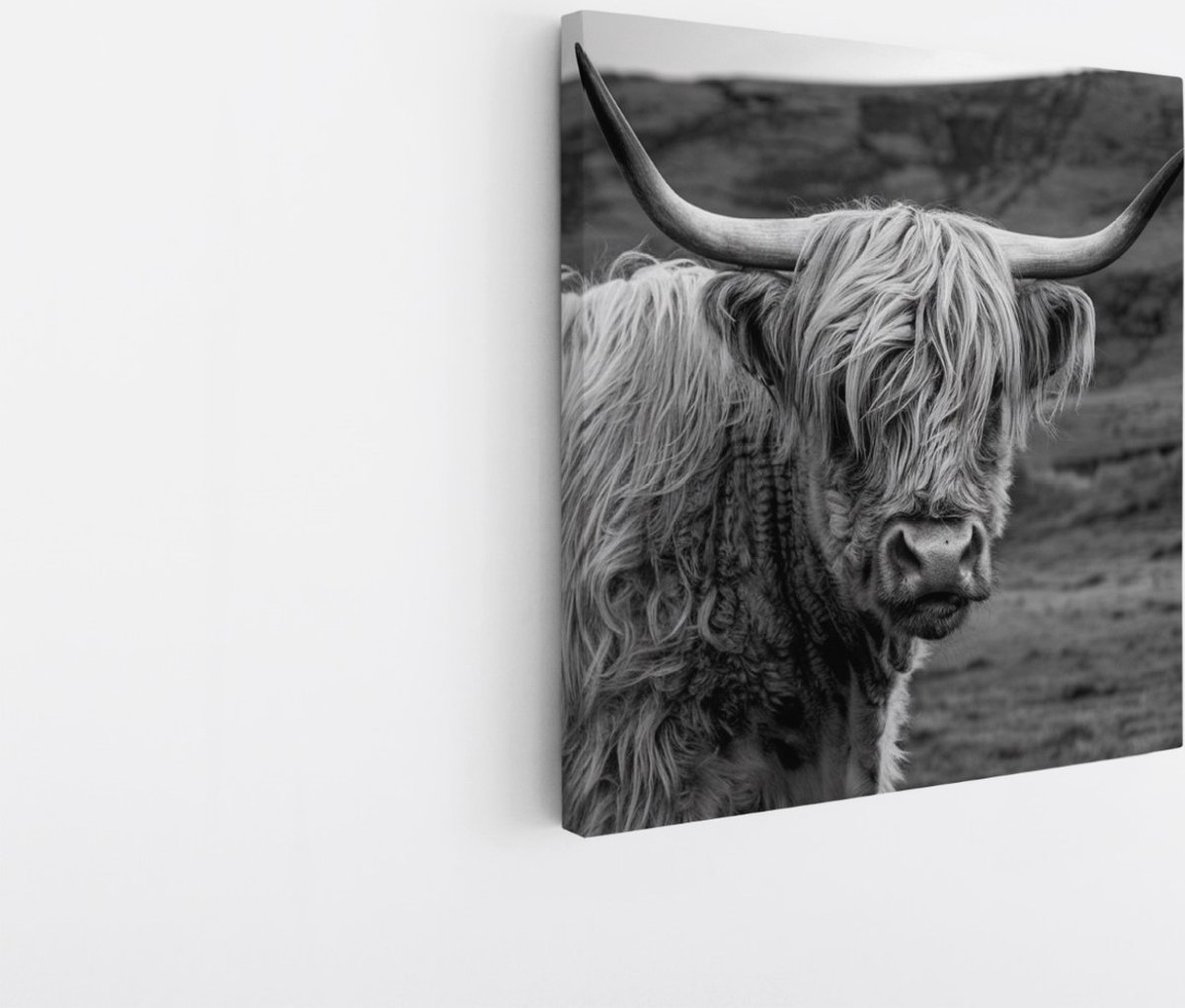 Saammp Canvas Schilderij - Schotse Hooglander Koe in de wei - Zwart-Wit - Dieren - Portret - 40x40 - Foto op canvas - Wanddecoratie - muurdecoratie Woonkamer - Slaapkamer decoratie - Canvas Print Multicolor