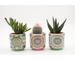 Ikhebeencactus | Cactus en vetplanten mix in Marrakesh sierpot| Set van 3 stuks | 10-16 cm
