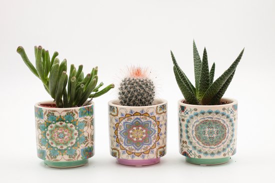 Ikhebeencactus | Cactus en vetplanten mix in Marrakesh sierpot| Set van 3 stuks | 10-16 cm