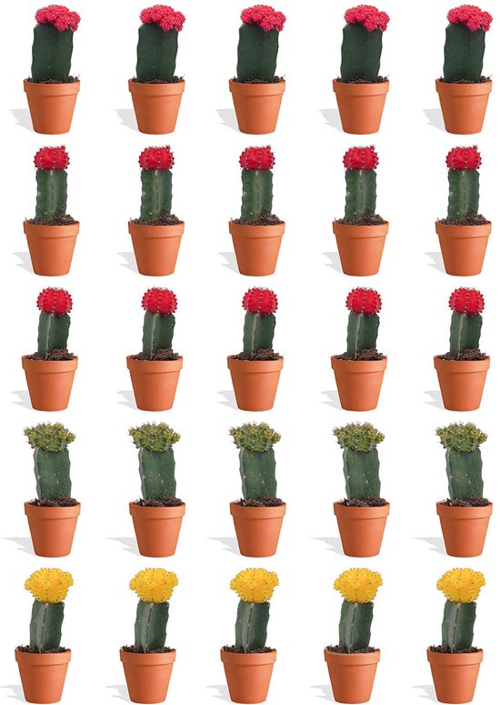 DutchLeafs Gymnocalycium Mix Geënt Mini Cactussen In Terracotta Bloempot 5 Stuks Kwekerspot 5 5 Cm Hoogte 8 15 Cm Mini Plantjes Cactus Plant Kamerplanten DutchLeafs Gymnocalycium Mix Geënt Mini Cactussen In Terracotta Bloempot 5 Stuks Kwekerspot 5 5 Cm Hoogte 8 15 Cm Mini Plantjes Cactus Plant Kamerplanten