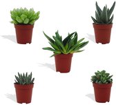 DutchLeafs Gymnocalycium Mix Geënt Mini Cactussen In Terracotta Pot 10 Stuks Pot 5 5 Cm Hoogte 8 15 Cm Mini Plantjes Cactus Plant Kamerplanten