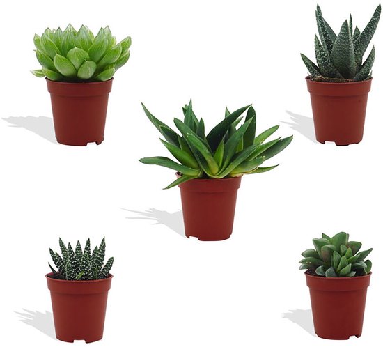 DutchLeafs Haworthia Mix Mini Vetplanten - 5 Stuks - Kwekerspot 5,5 cm - Hoogte 8-15 cm - Mini Plantjes - Succulenten - Kamerplanten
