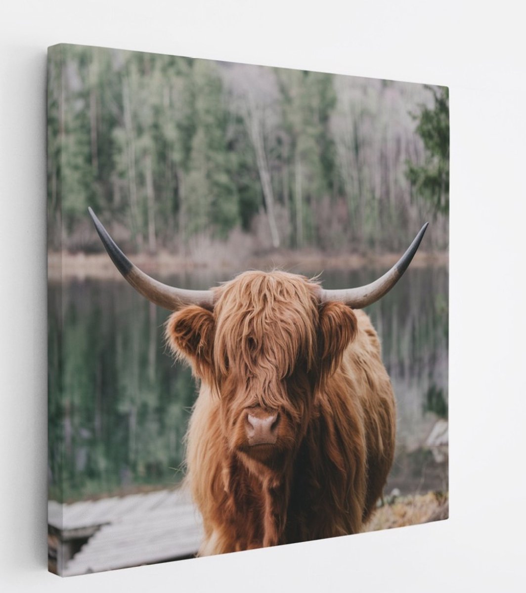 Saammp Canvas Schilderij - Schotse Hooglander Koe bij zonsopgang in herfstachtig bos - Dieren - Natuur - 100x100 - Foto op canvas - Wanddecoratie - muurdecoratie Woonkamer - Slaapkamer decoratie - Canvas Print Multicolor