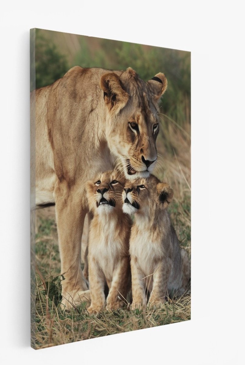 Saammp Canvas Schilderij - Leeuw met 2 welpen - Natuur - Dieren - 50x70 - Foto op canvas - Wanddecoratie - Muurdecoratie Woonkamer - Slaapkamer decoratie - Canvas Print Multicolor