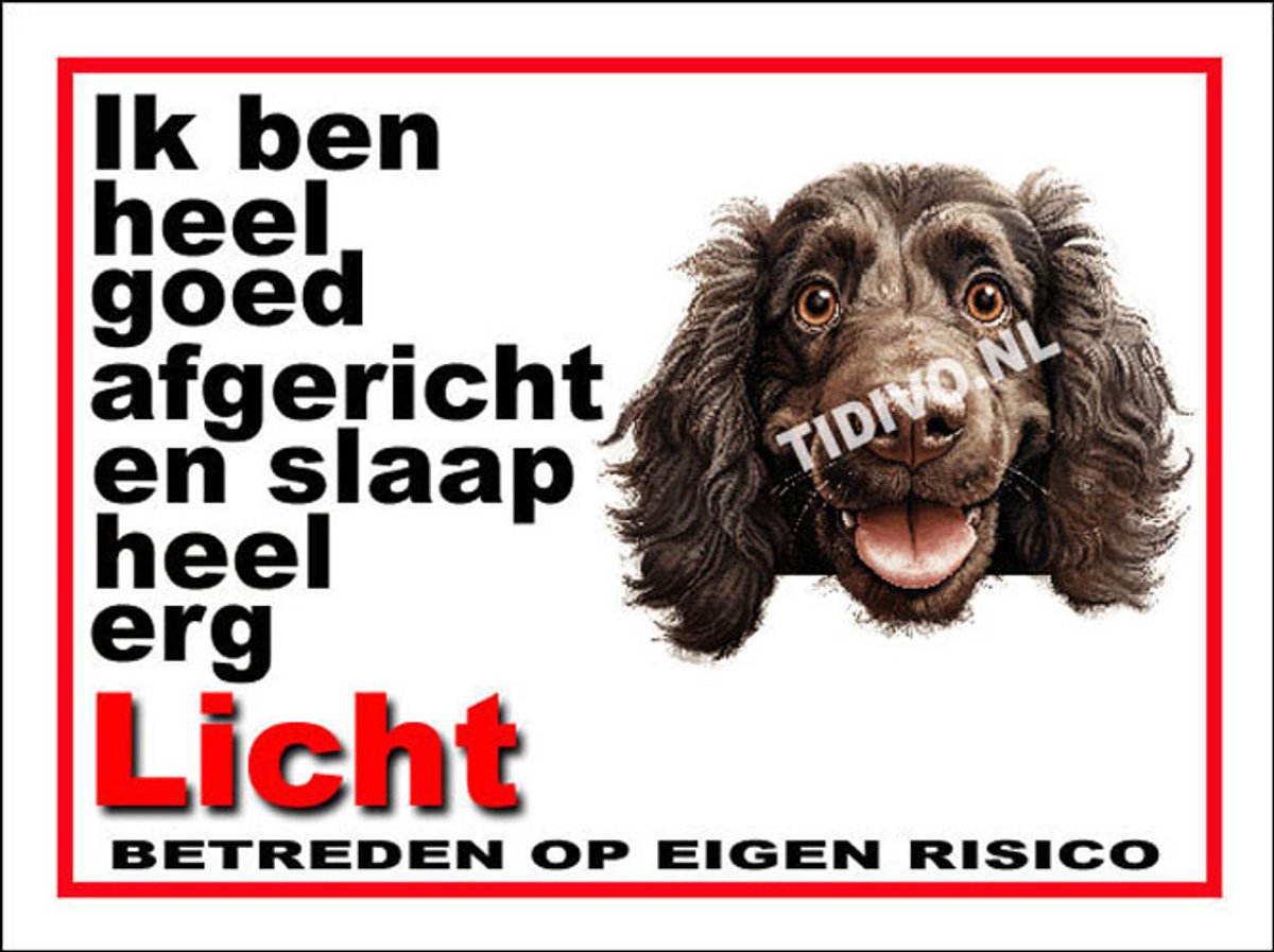 Boykin Spaniel 4